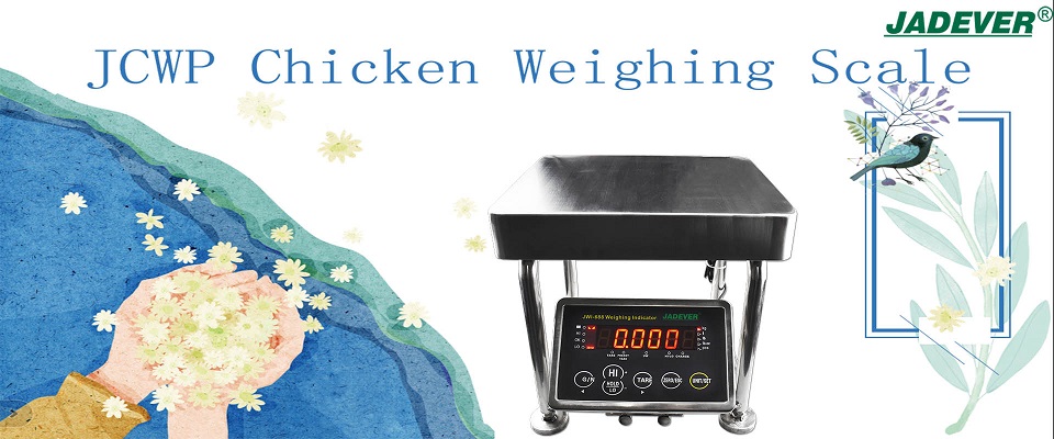 Bilancia elettronica per polli con ampio indicatore di peso a LED